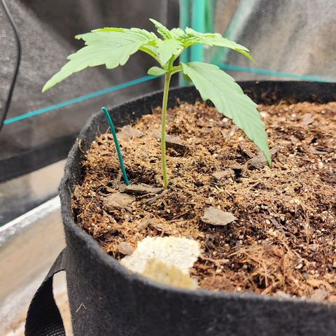 Methane #1 growlog timeline photo