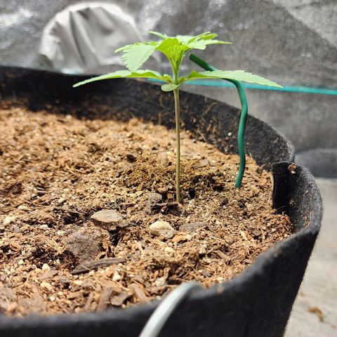 Gorilla Glue #2 growlog timeline photo