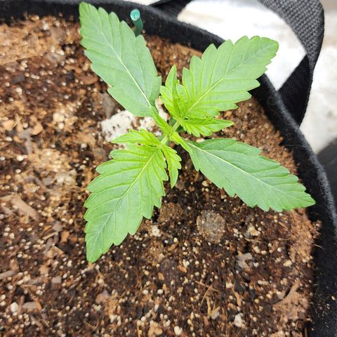 Methane #2 growlog timeline photo