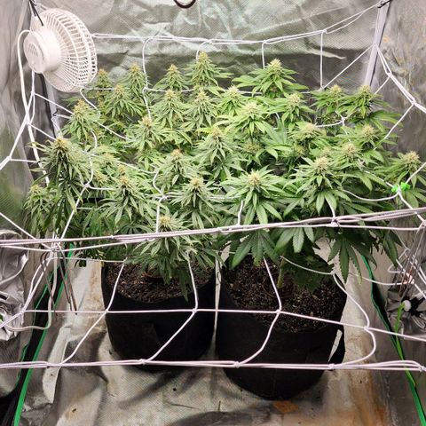 The Magus growlog timeline photo