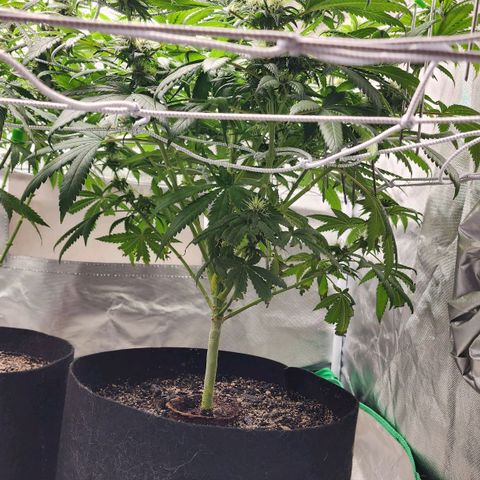 The Magus growlog timeline photo
