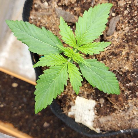 Methane #1 growlog timeline photo