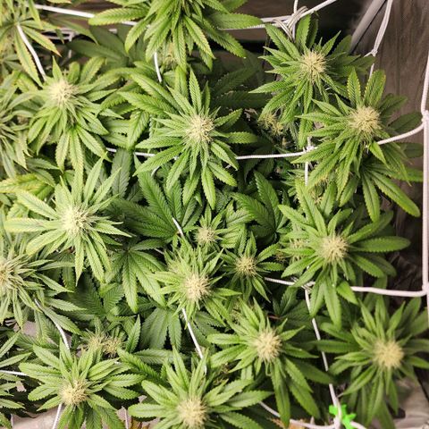 The Magus growlog timeline photo