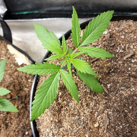 Mango Mrrr  #1 growlog timeline photo