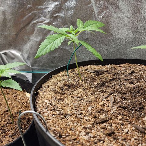 Mango Mrrr  #1 growlog timeline photo