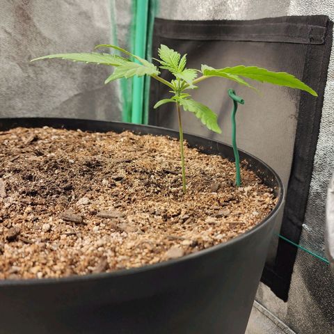 Mango Mrrr  #2 growlog timeline photo