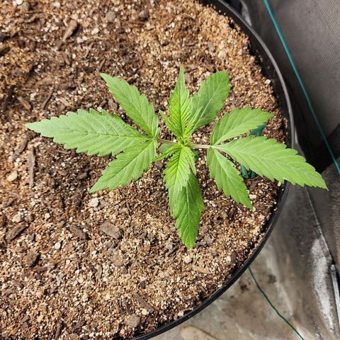 Mango Mrrr  #2 growlog timeline photo