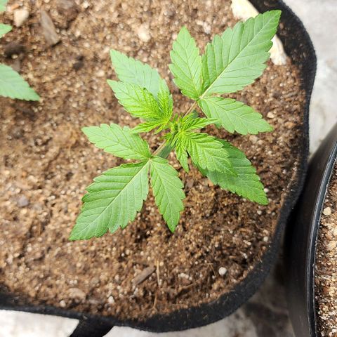 Gorilla Glue #1 growlog timeline photo
