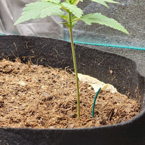 Gorilla Glue #1 growlog timeline photo