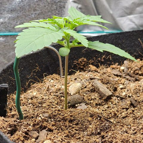 Gorilla Glue #2 growlog timeline photo