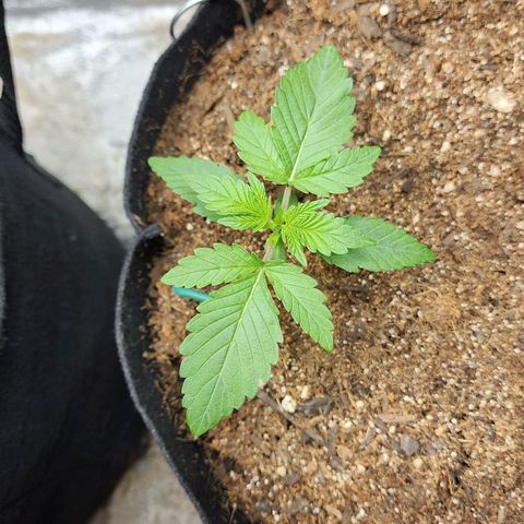 Gorilla Glue #2 growlog timeline photo