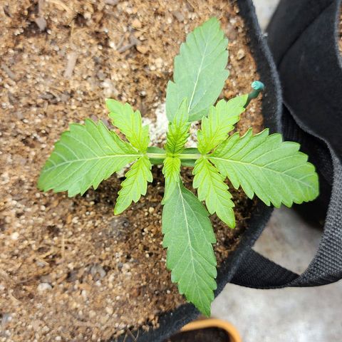 Methane #2 growlog timeline photo