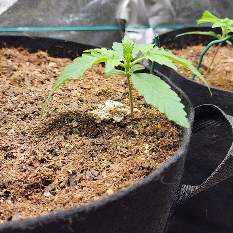 Methane #2 growlog timeline photo