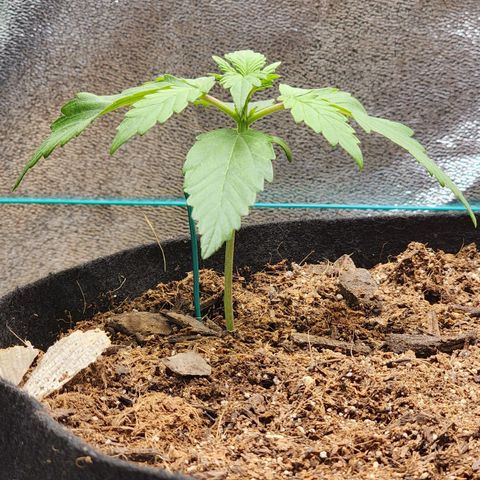 Methane #1 growlog timeline photo