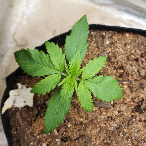 Methane #1 growlog timeline photo