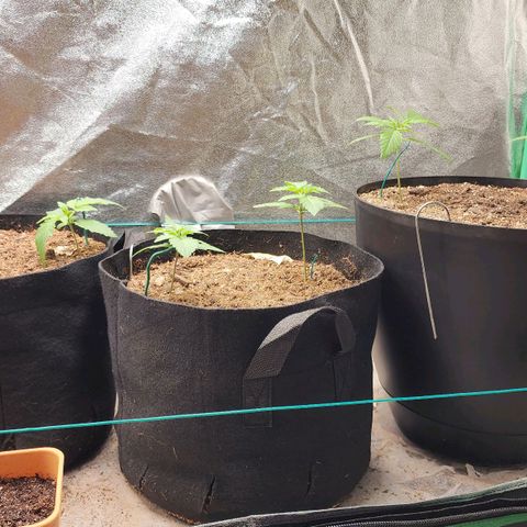Gorilla Glue #1 growlog timeline photo