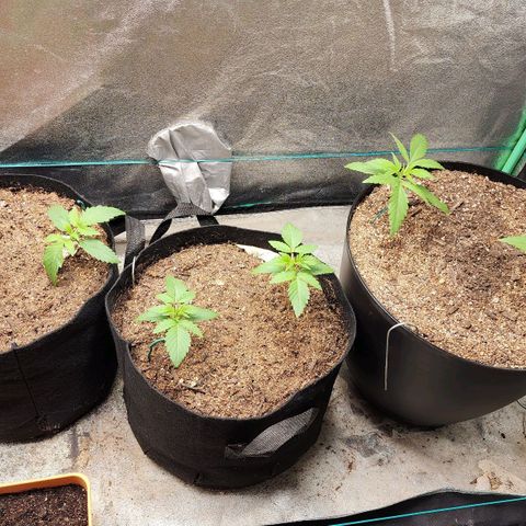 Gorilla Glue #1 growlog timeline photo