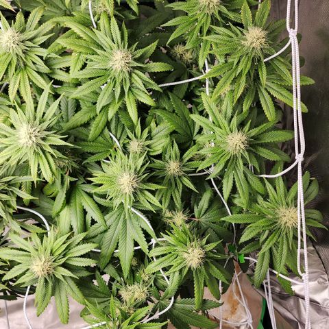 The Magus growlog timeline photo