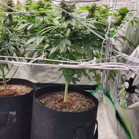 The Magus growlog timeline photo