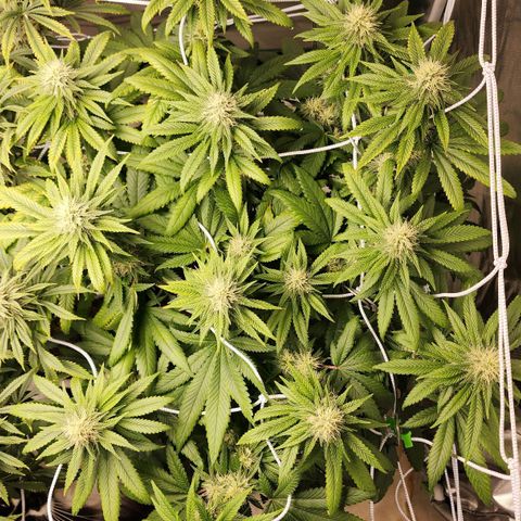 The Magus growlog timeline photo