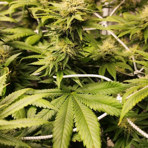 The Magus growlog timeline photo