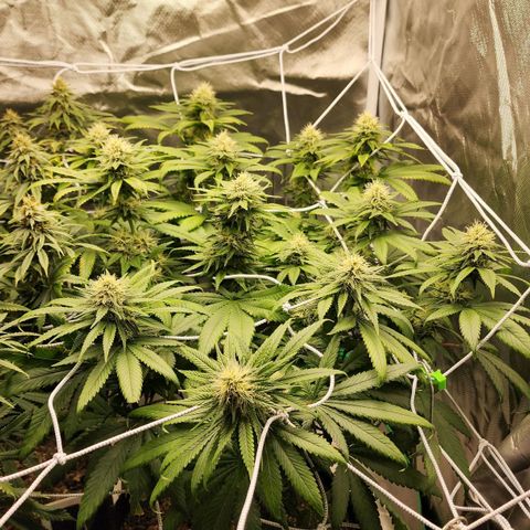 The Magus growlog timeline photo