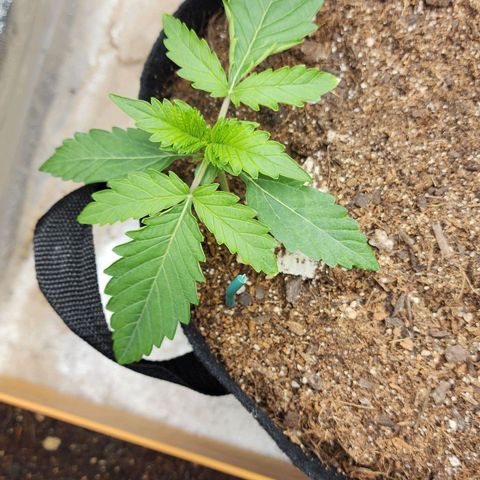 Methane #2 growlog timeline photo