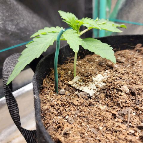Methane #2 growlog timeline photo