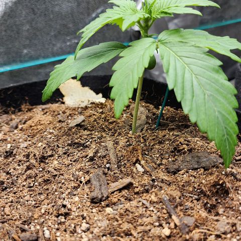 Methane #1 growlog timeline photo