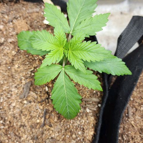 Methane #1 growlog timeline photo