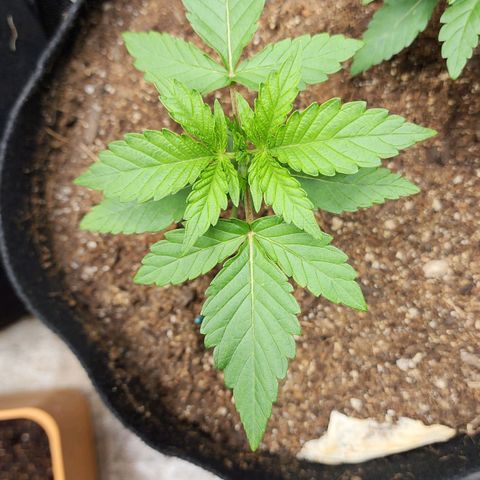 Gorilla Glue #1 growlog timeline photo
