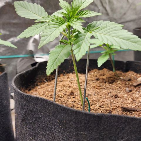 Gorilla Glue #1 growlog timeline photo