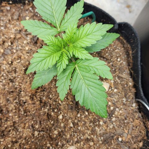 Gorilla Glue #2 growlog timeline photo