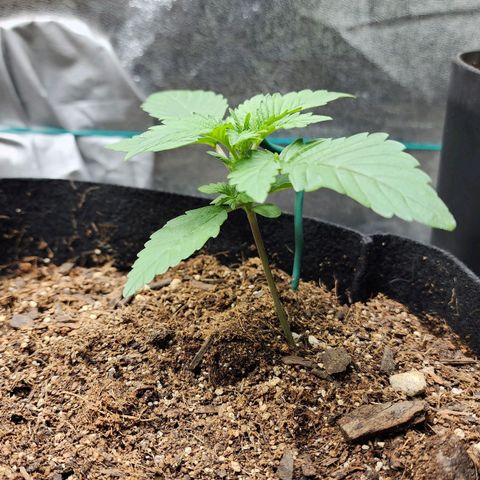 Gorilla Glue #2 growlog timeline photo