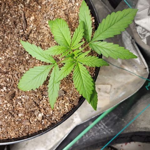 Mango Mrrr  #1 growlog timeline photo