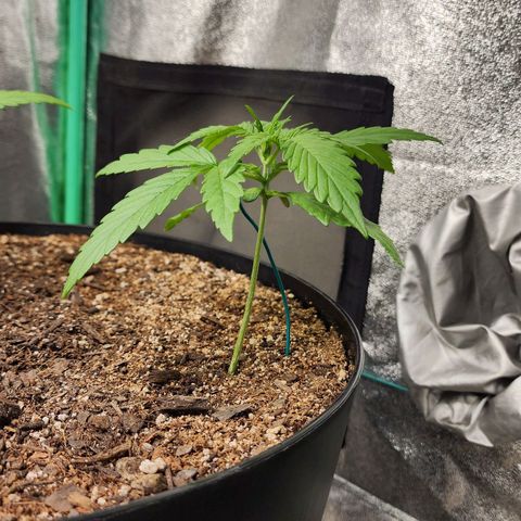 Mango Mrrr  #1 growlog timeline photo