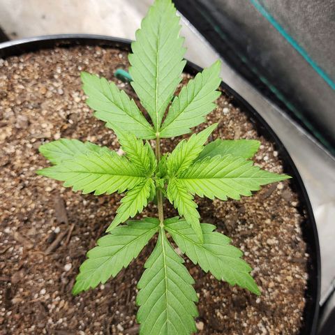 Mango Mrrr  #2 growlog timeline photo