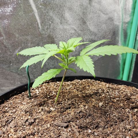 Mango Mrrr  #2 growlog timeline photo
