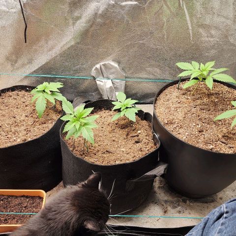 Gorilla Glue #1 growlog timeline photo