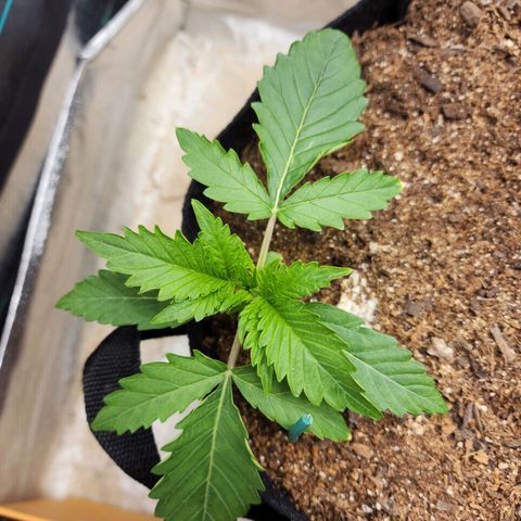 Methane #2 growlog timeline photo