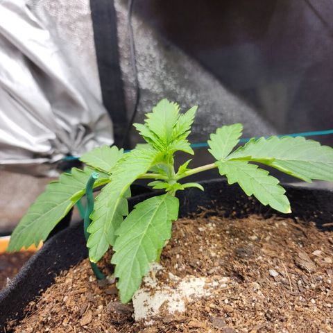 Methane #2 growlog timeline photo