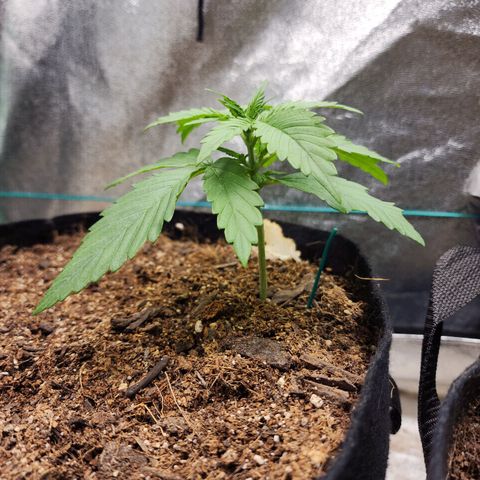 Methane #1 growlog timeline photo