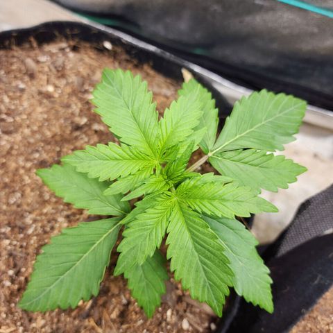 Methane #1 growlog timeline photo
