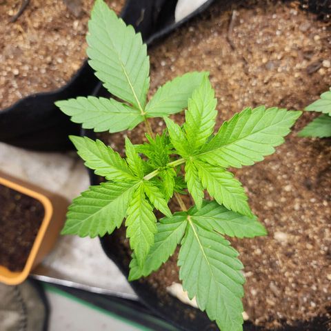 Gorilla Glue #1 growlog timeline photo