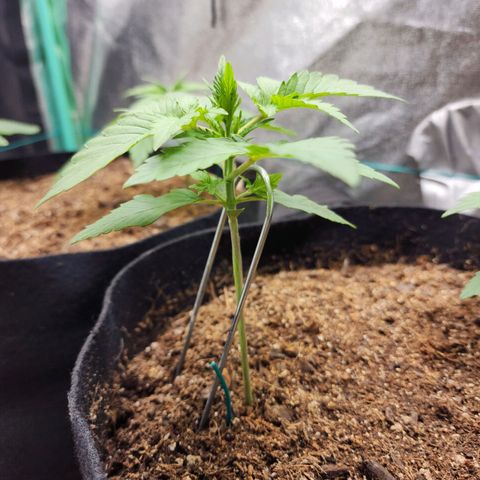 Gorilla Glue #1 growlog timeline photo