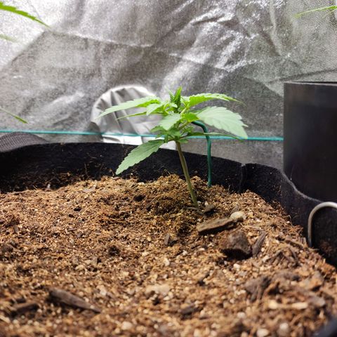 Gorilla Glue #2 growlog timeline photo