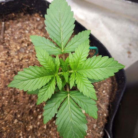 Gorilla Glue #2 growlog timeline photo