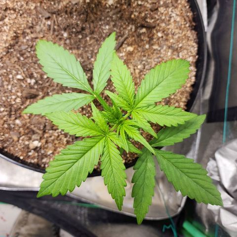 Mango Mrrr  #1 growlog timeline photo