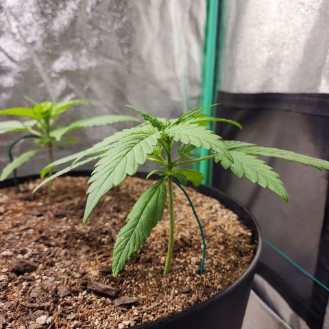 Mango Mrrr  #1 growlog timeline photo