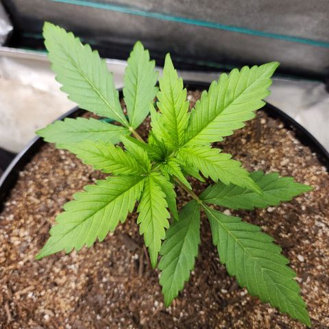 Mango Mrrr  #2 growlog timeline photo